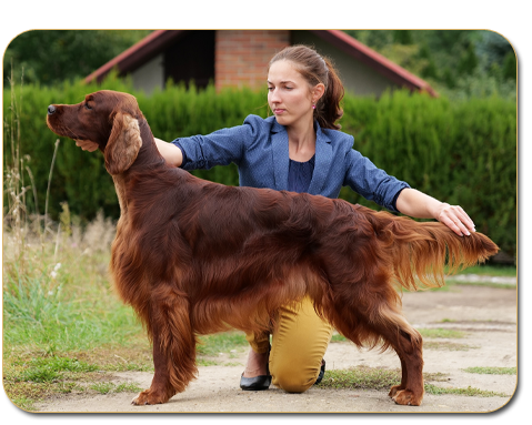 Aaron Arno Redweed irish red setter