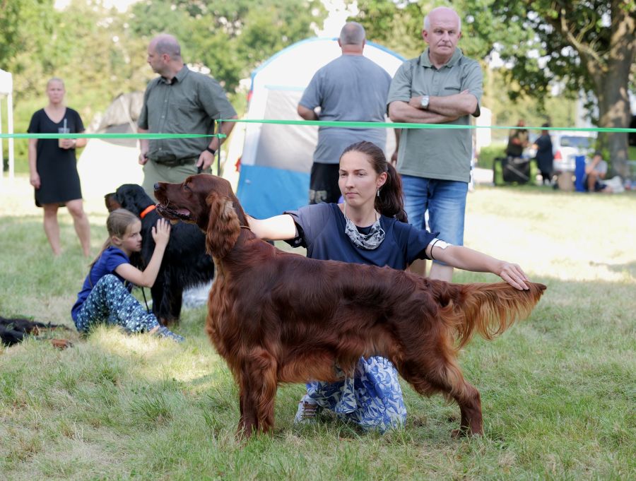 Aaron Arno Redweed irish red setter