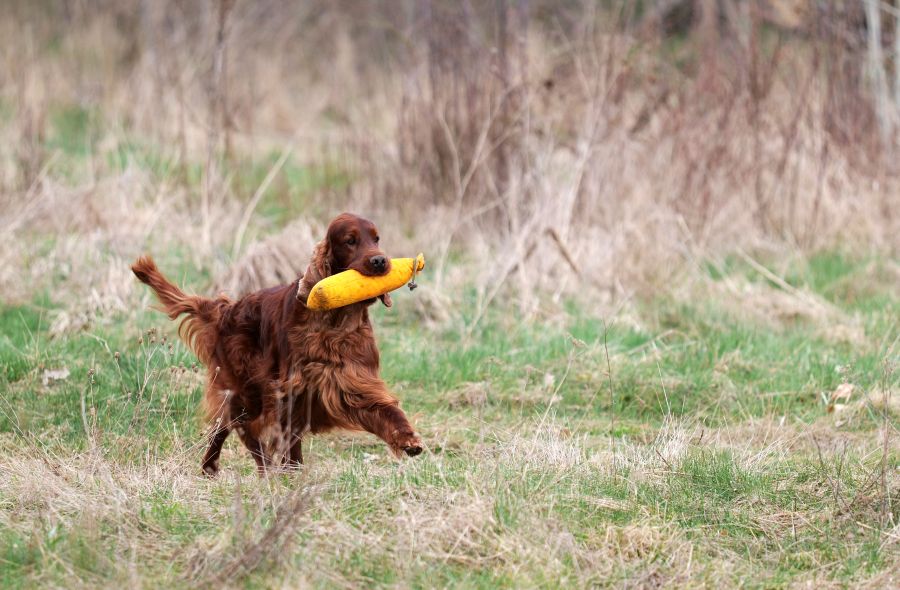 Aaron Arno Redweed irish red setter