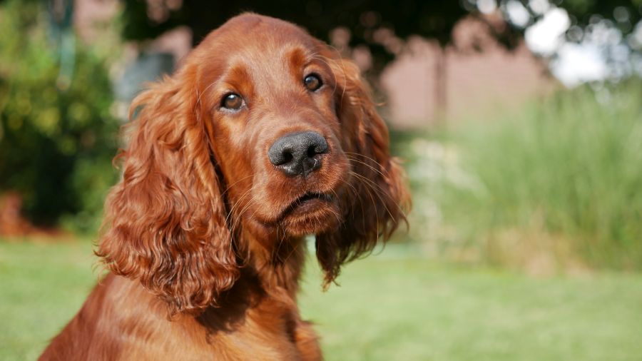 Aaron Arno Redweed irish red setter