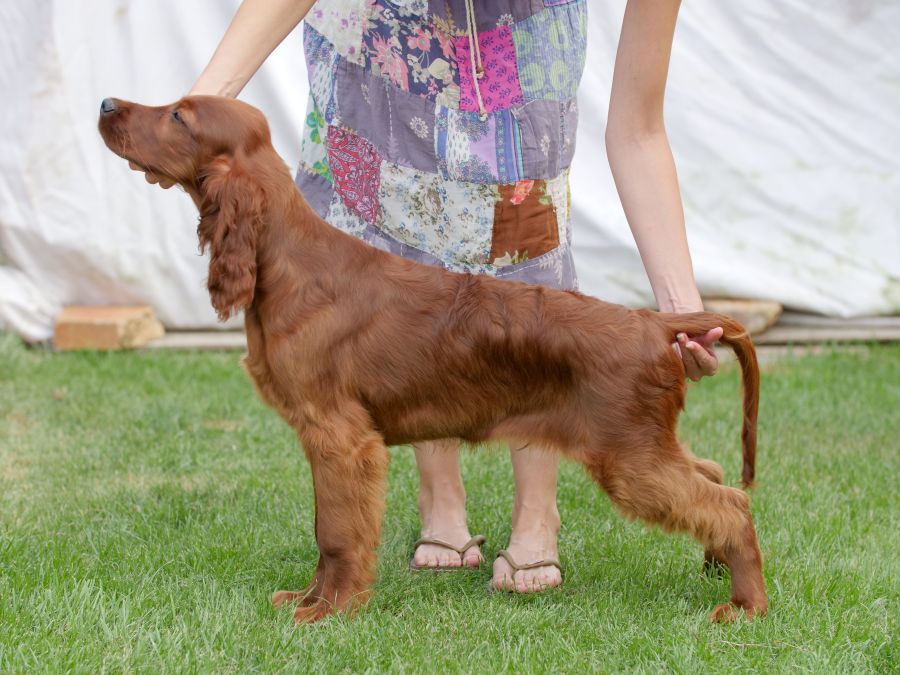 Aaron Arno Redweed irish red setter