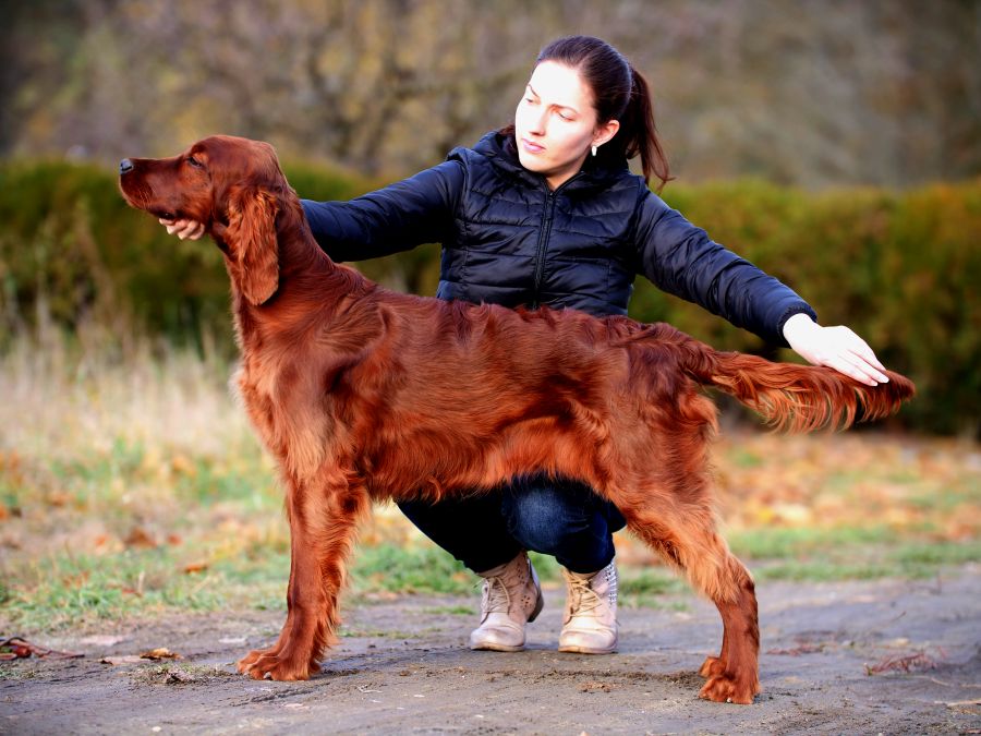 Aaron Arno Redweed irish red setter