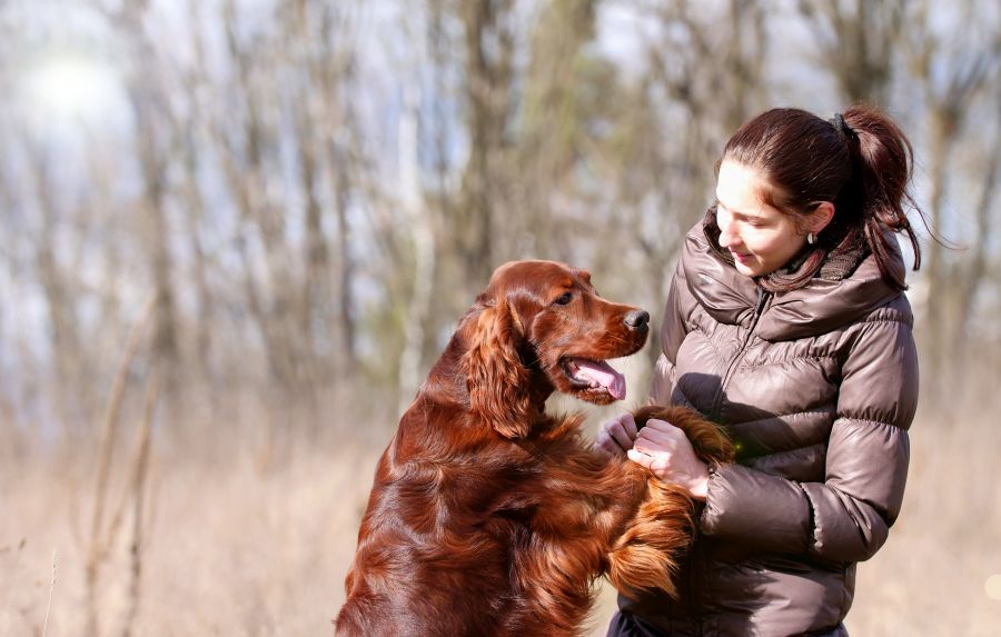 Aaron Arno Redweed irish red setter