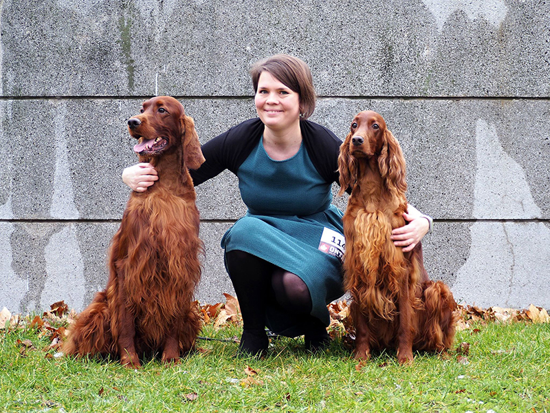 irish red setter