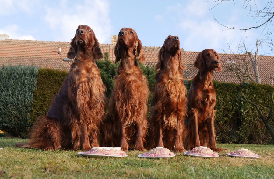 irish red setter