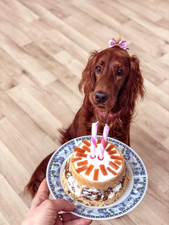 irish red setter