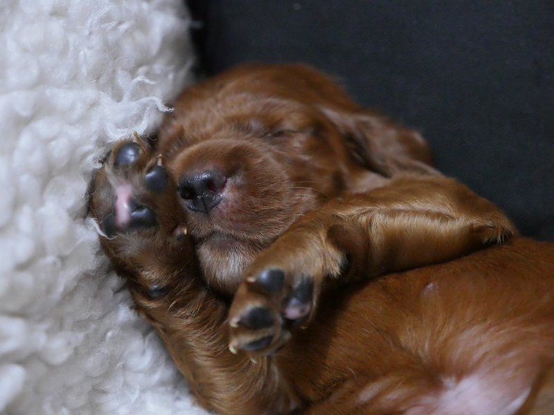 irish red setter