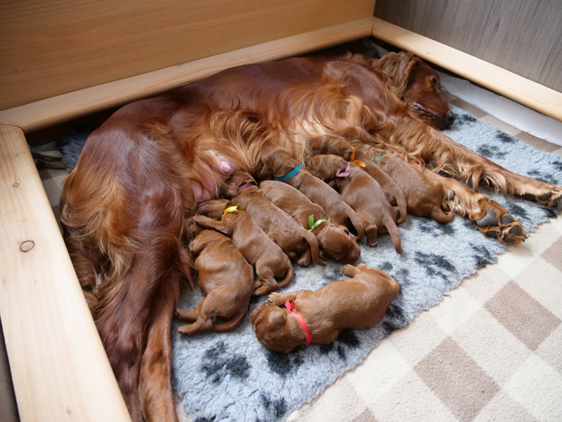 irish red setter