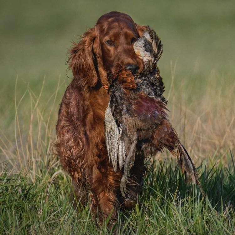 Damien DAISY RAIN irsk setr