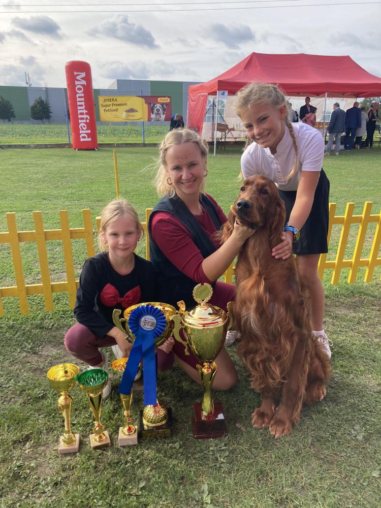 Damien DAISY RAIN irsk setr