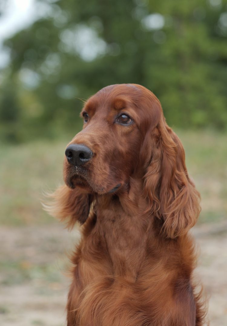 Damien DAISY RAIN irsk setr