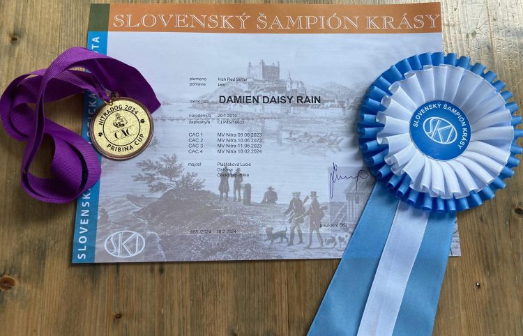 Damien DAISY RAIN irsk setr