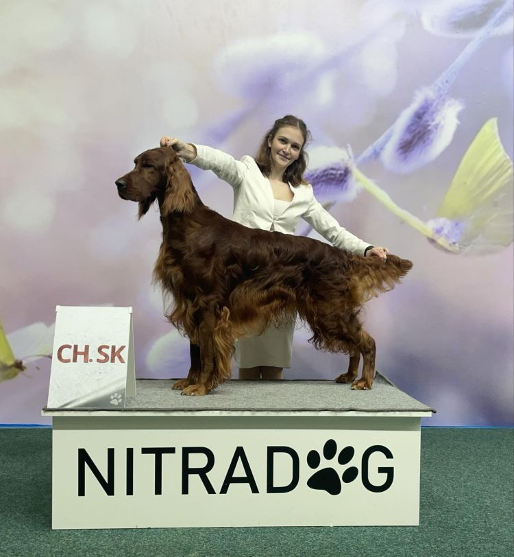 Damien DAISY RAIN irsk setr